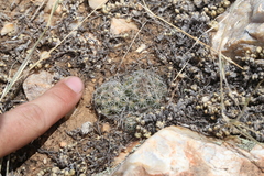 Escobaria hesteri hesteri