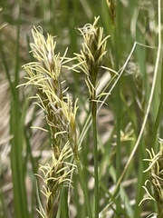 Carex siccata