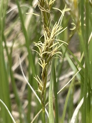 Carex siccata