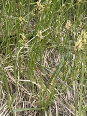 Carex siccata