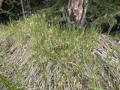 Carex siccata