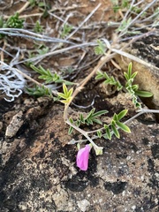 Tephrosia cinerea