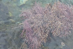 Lithothrix