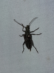 Anthophylax attenuatus