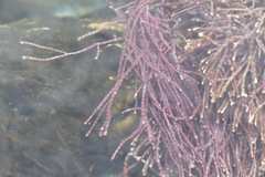 Lithothrix