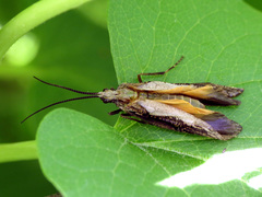 Phryganeidae