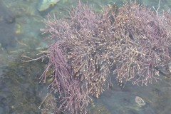 Lithothrix