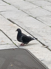 Columba livia domestica