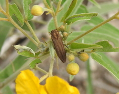 Agrilus obtusus