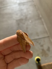 Syssphinx bisecta