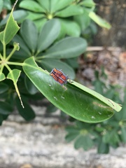 Tessaratoma papillosa