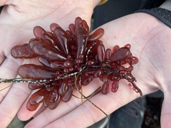 Botryocladia pseudodichotoma