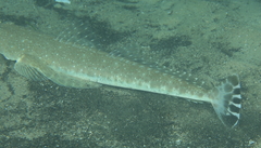 Platycephalus caeruleopunctatus