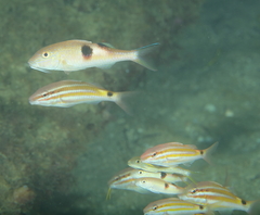 Parupeneus pleurostigma