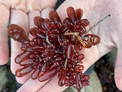 Botryocladia pseudodichotoma