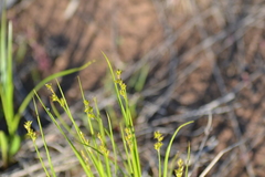 Stellulatae