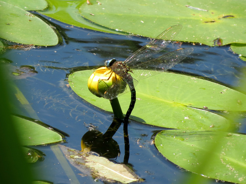 Spatterdock Darner photo 4