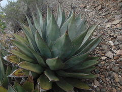 Agave sebastiana