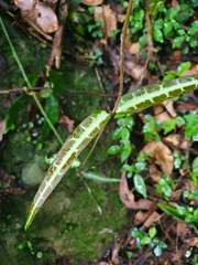 Gardneria multiflora