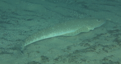 Platycephalus caeruleopunctatus