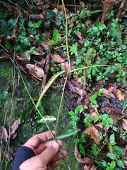 Gardneria multiflora