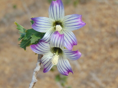 Malva pacifica