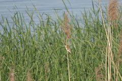 Acrocephalus orientalis