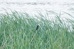 Dicrurus macrocercus