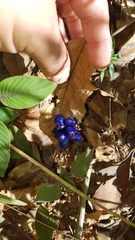 Coccocypselum lanceolatum