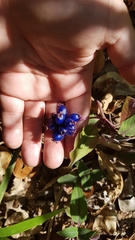 Coccocypselum lanceolatum