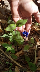 Coccocypselum lanceolatum