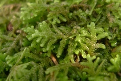 Lepidoziaceae