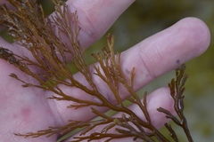 Cystoseira compressa