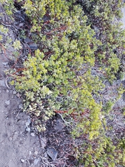 Arctostaphylos nevadensis