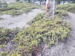 Arctostaphylos nevadensis