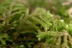 Lepidoziaceae