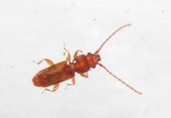 Placonotus modestus