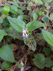 Coccocypselum lanceolatum