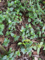 Coccocypselum lanceolatum