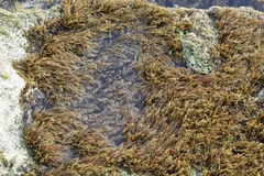 Cystoseira compressa