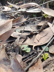 Corybas unguiculatus