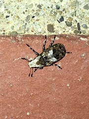 Euparius