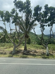 Calophyllum inophyllum