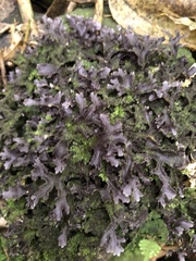Pseudocyphellaria dissimilis