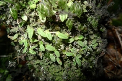 Bulbophyllum pygmaeum