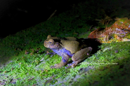 Ixil Spikethumb Frog