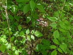 Gnamptopelta obsidianator