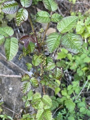 Toxicodendron diversilobum