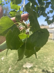 Populus fremontii