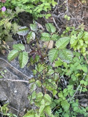 Toxicodendron diversilobum